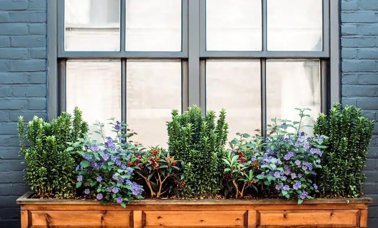 Dark blue exterior brick wall with a large wooden window box filled with lush green plants